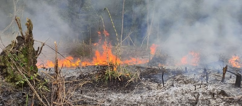 forest fires that always occur every year. stop global warming, cause of climate change.